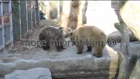 Syrian brown bears at Budapest Zoo.mp4