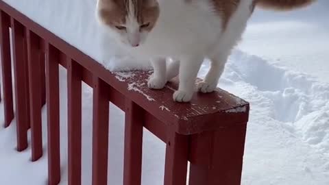 Cat Enjoys THE weather In The MEAN of ICE