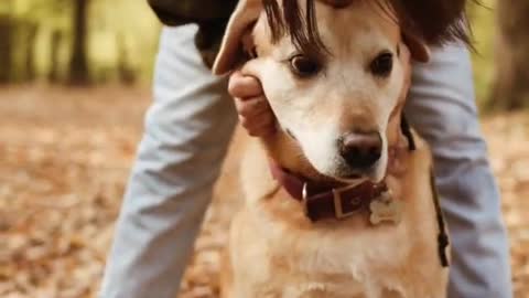 Cute Dog kissing video