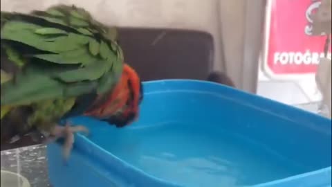 My Parrot is Take a Shower