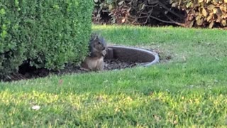 Squirrel in the Wild 05