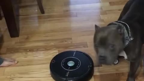 Roomba's Greatest Predator