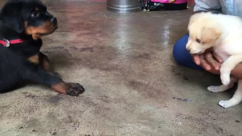 Rottweiler puppy meeting Pomeriyan puppy First time