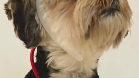 Cute dog wearing nurse costume| funny dog