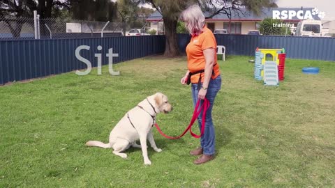 FREE DOG TRAINING SERIES – Lesson 1: how to teach your dog to sit and drop