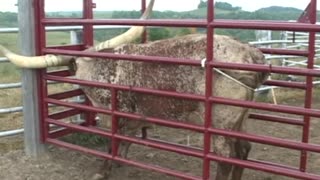 Bry Cattle Chute