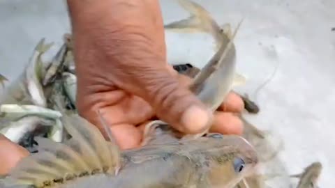 Very amazing & Excellent small catfish#fish