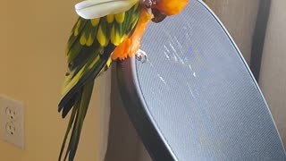 Mango the Parrot Scratches her Head with her Feather