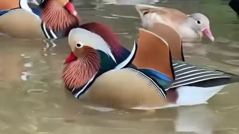 The rare mandarin duck !