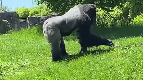 Today at the local zoo, a gorilla was petting a groundhog.