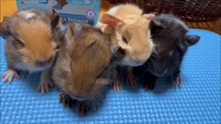 Baby Guinea Pigs