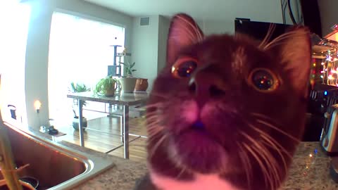 concerned kitten thinks its owner is stuck in the camera.