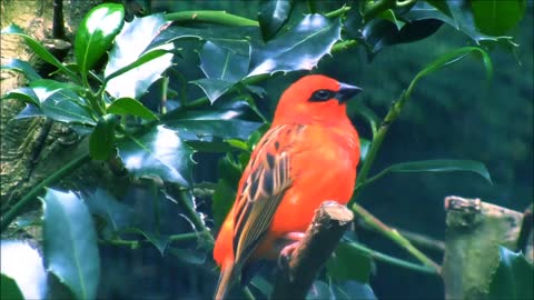 Red Fody Bird