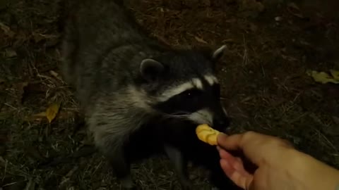 Racoon cookie hand feeding 😋