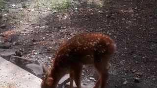 Doe Brings Fawn to Caretaker's House for Breakfast