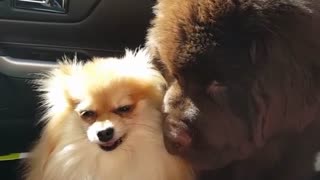 Tiny Pomeranian puts Newfie puppy in his place!