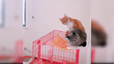 videos of funny cats playing 2021