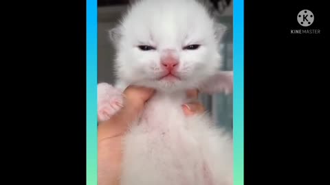 Cats video funny cats video baby cats