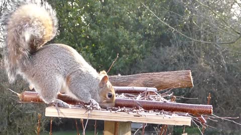 Wonderful squirrel climb up quickly