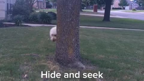 Hide and seek champion