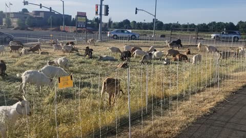 Cute goats!!