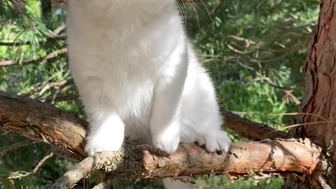 Kitten Sitting on Branch