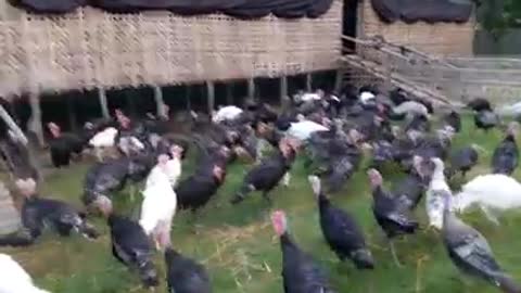 turki bird farm