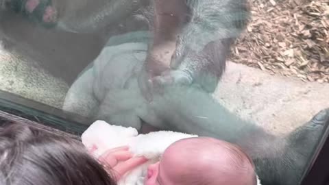 Mother shares unique maternal Bond With Gorilla,What an Experience.(Full Video)