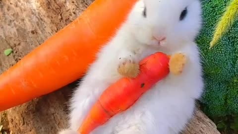 cute little rabbit is eating