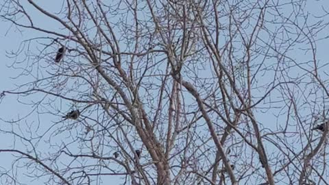 Crows in a tree