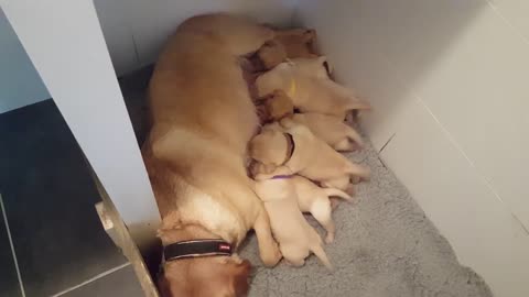 10 baby Lab puppies suckle milk