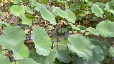 There are many lotus leaves here