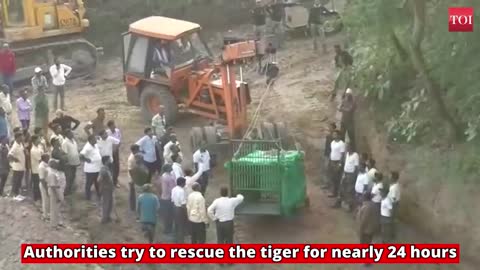 Tiger gets stuck in river bed