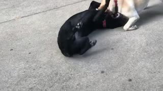 Tan dog and black dog play fighting