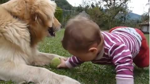 Golden retriever playing with baby