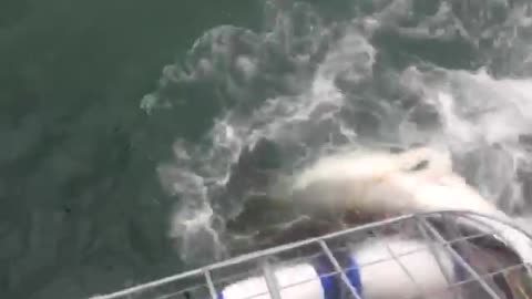 Shark cage diving gone wrong