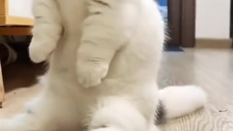 cute cat funny training