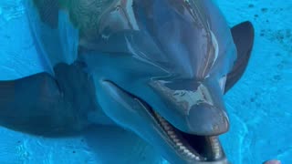 Happy Dolphin Trills