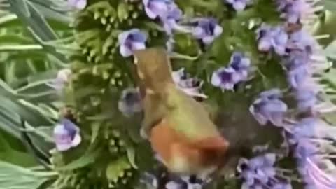 What food do you eat as quickly as this hummingbird eats in this vid?