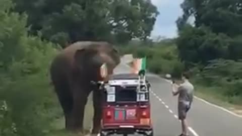 Irishman stops to feed a wild elephant in Sri Lanka