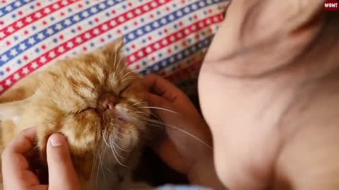 10 ways to train a cat to like you