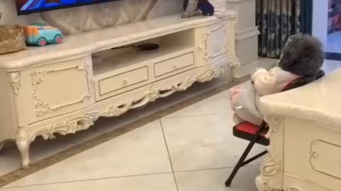 Funny dogs watching tv 😂