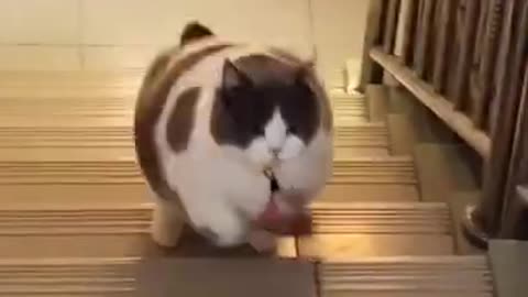 OWNR DOING SOME EXERCISES FOR HIS BIG FAT CAT ,Best Funny Cat Videos Of This Week #short 46