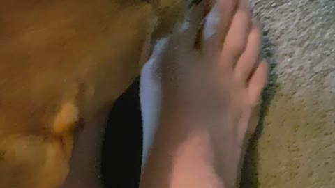 My Dog Won't Let Me Trim My Toenails