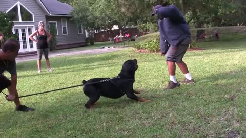 Guard dog training step by step