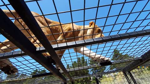 Lion Encounter, Orana Wildlife Park, Christchurch New Zealand