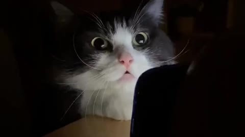 How cats look at horror movies