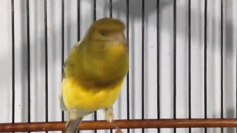 very melodious canary chirping