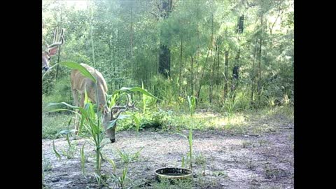 Southeast Texas Backyard Wildlife Garden 78