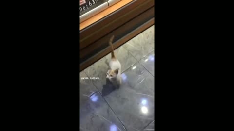 Very cute cat go to shop eating meat